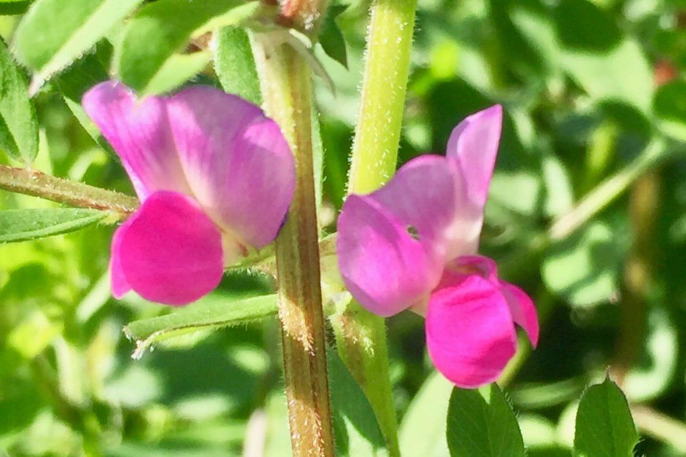 カラスノエンドウ