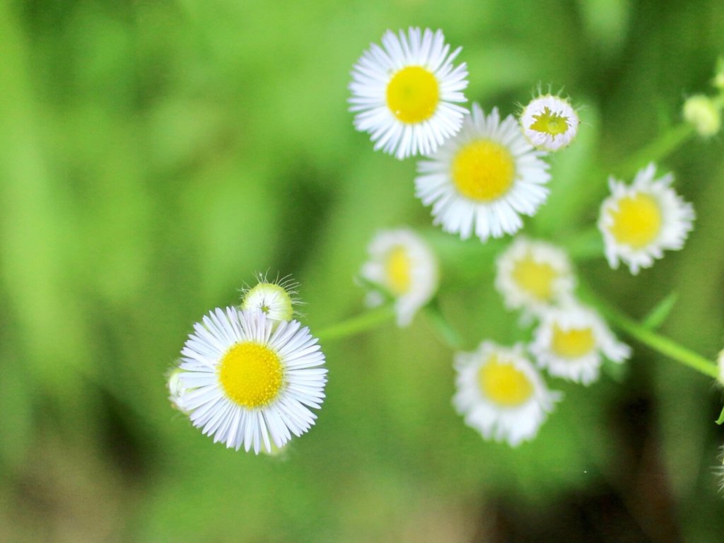 育てたくなっちゃう 道端で健気に咲くかわいい雑草のお花とは Greensnap グリーンスナップ