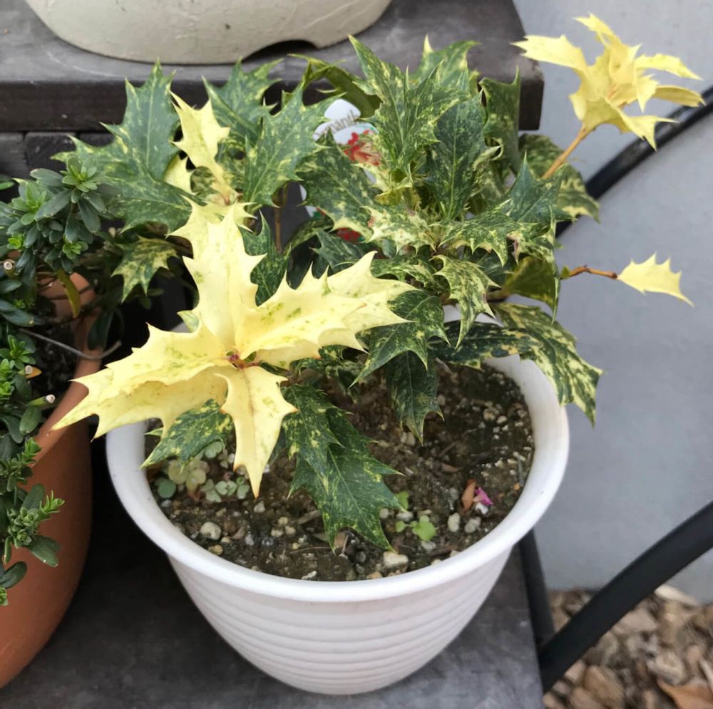 ゴシキヒイラギ