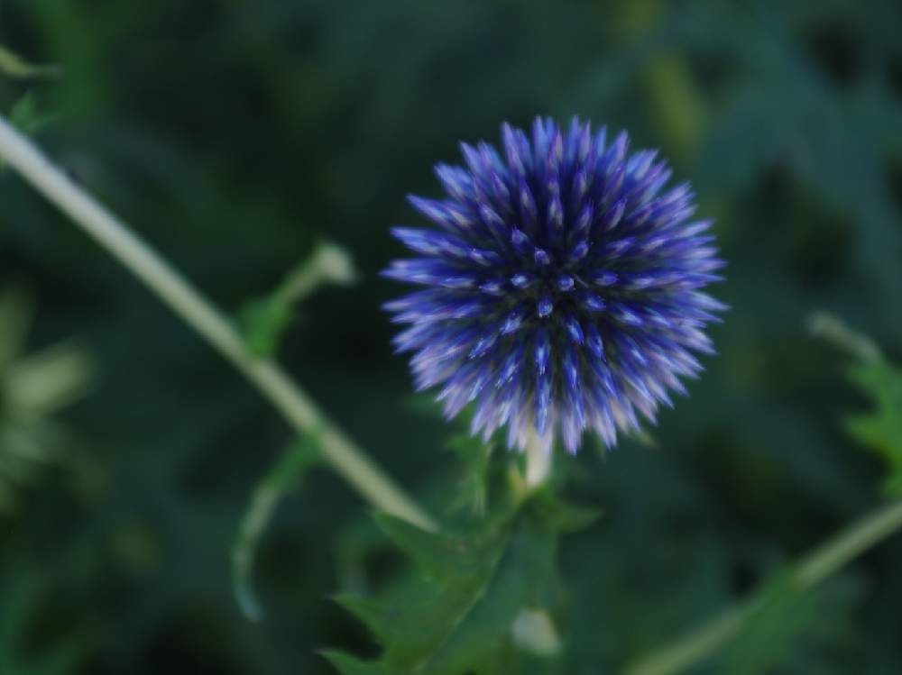 アザミ by ぴーなつ