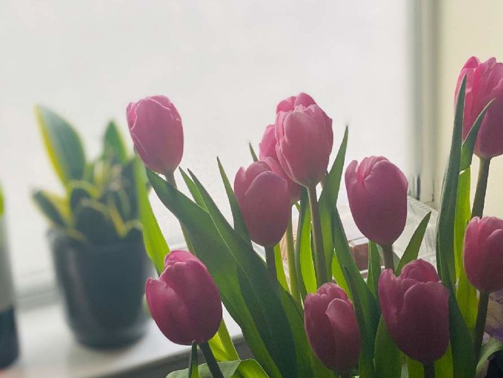 チューリップ　Photo by ajisaiさん