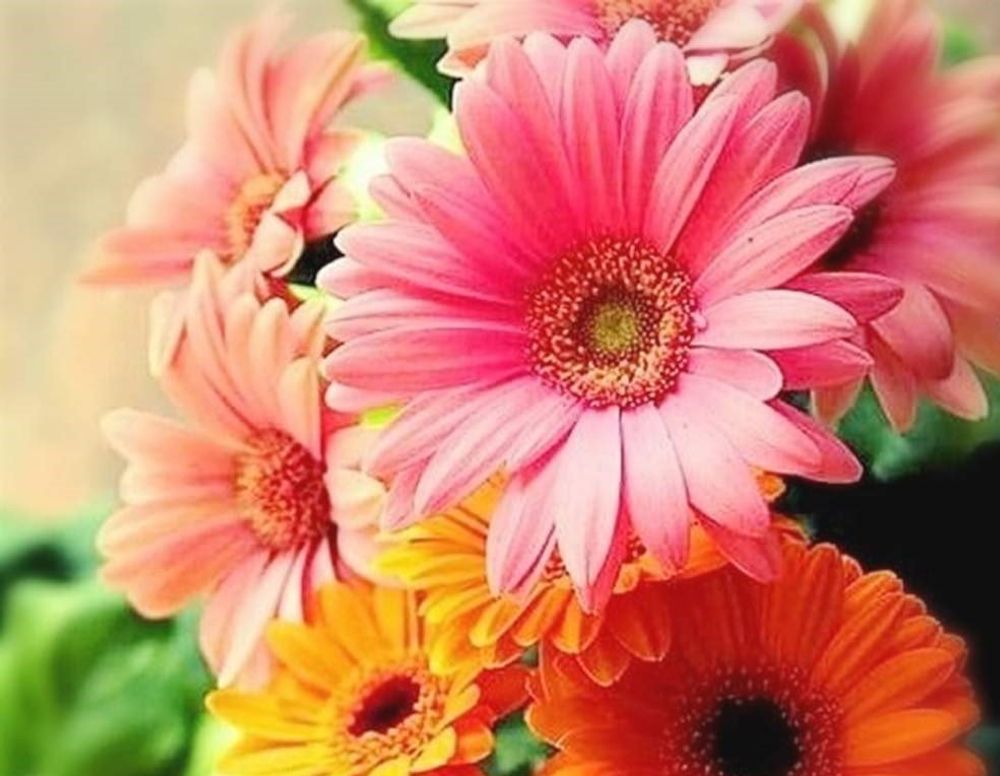 ガーベラ　Photo by 騎馬隊さん