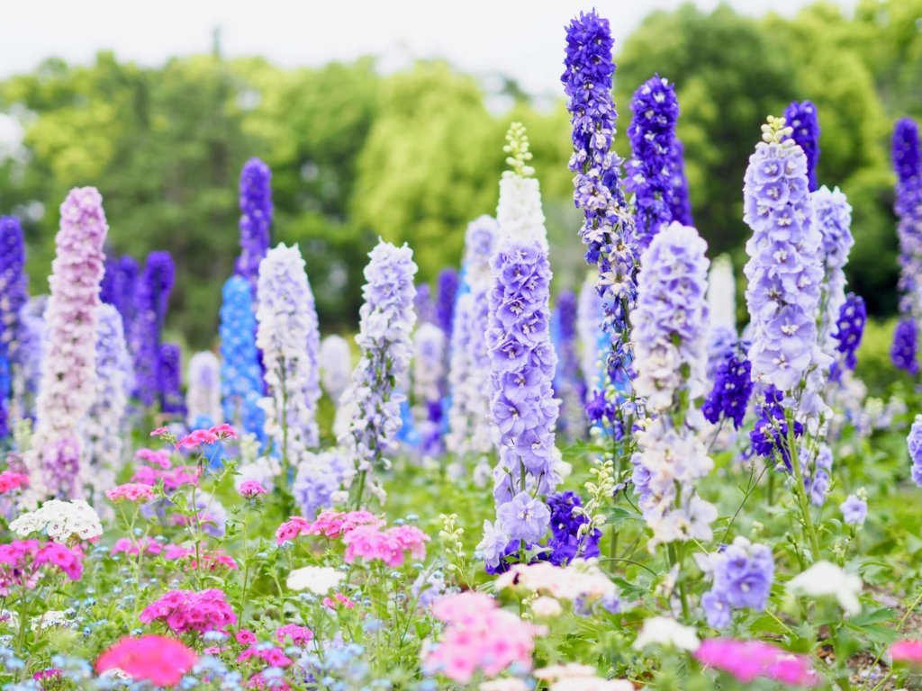 初夏の 5月の花 写真展 人気の種類や品種 特徴 開花時期は Greensnap グリーンスナップ