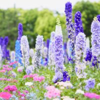 初夏の「5月の花」写真展｜人気の種類や品種、特徴、開花時期は？の画像
