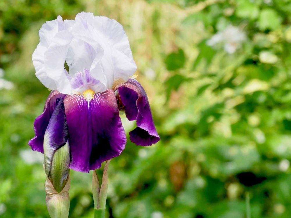 ジャーマンアイリス　アイリス