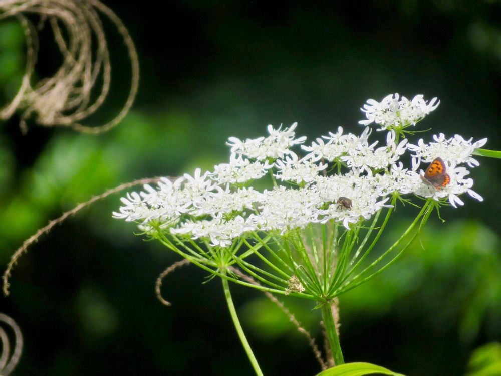 レースフラワー　白い花