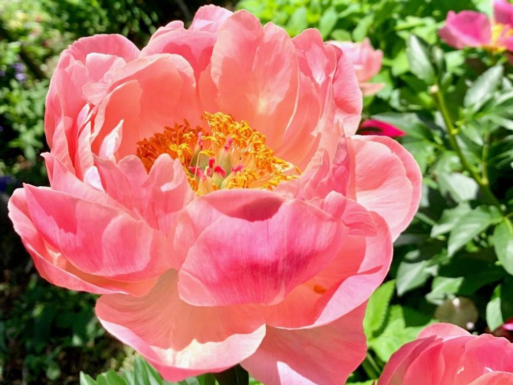 シャクヤク　芍薬