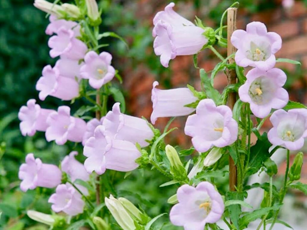 初夏の 5月の花 写真展 人気の種類や品種 特徴 開花時期は Greensnap グリーンスナップ