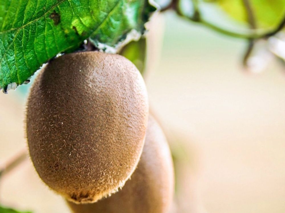 キウイフルーツ