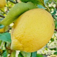 【果樹図鑑】庭で栽培できるおすすめの種類30選！ベリー系・柑橘系で育てやすいのは？の画像