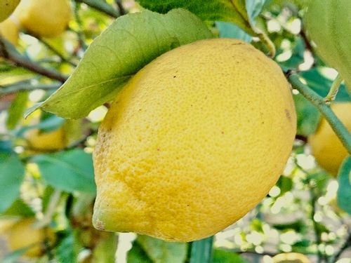 果樹図鑑 庭で栽培できるおすすめの種類30選 ベリー系 柑橘系で育てやすいのは Greensnap グリーンスナップ