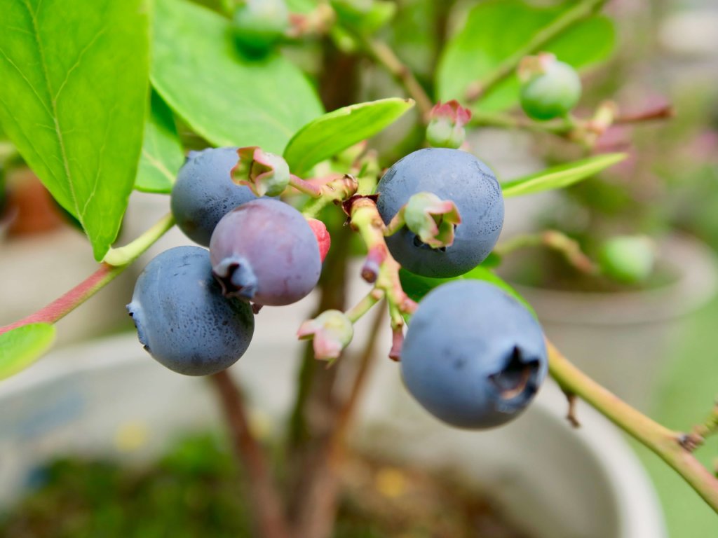ブルーベリーの種類 2品種育てないと収穫できない 系統別の特徴は Greensnap グリーンスナップ