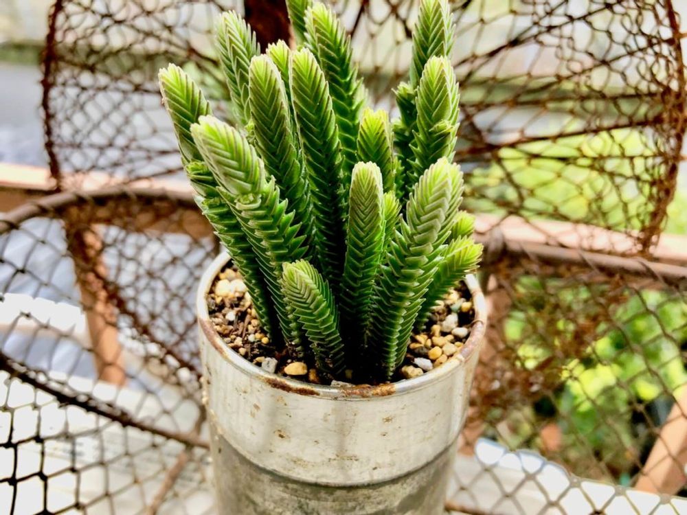 クラッスラ　ムスコーサ　多肉