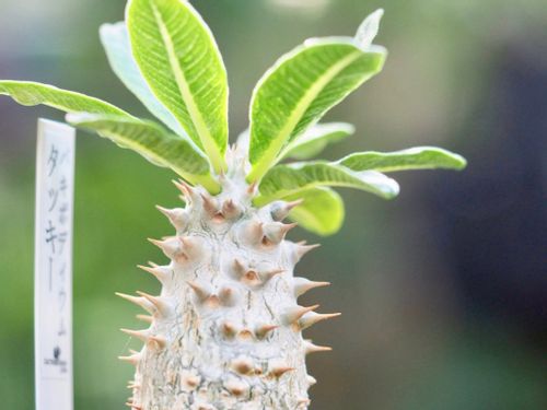 塊根植物 コーデックス とは レアで人気の種類は 育て方のコツは Greensnap グリーンスナップ