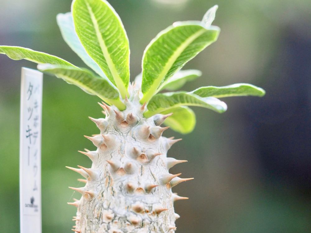 パキポディウム　タッキー　多肉　塊根植物