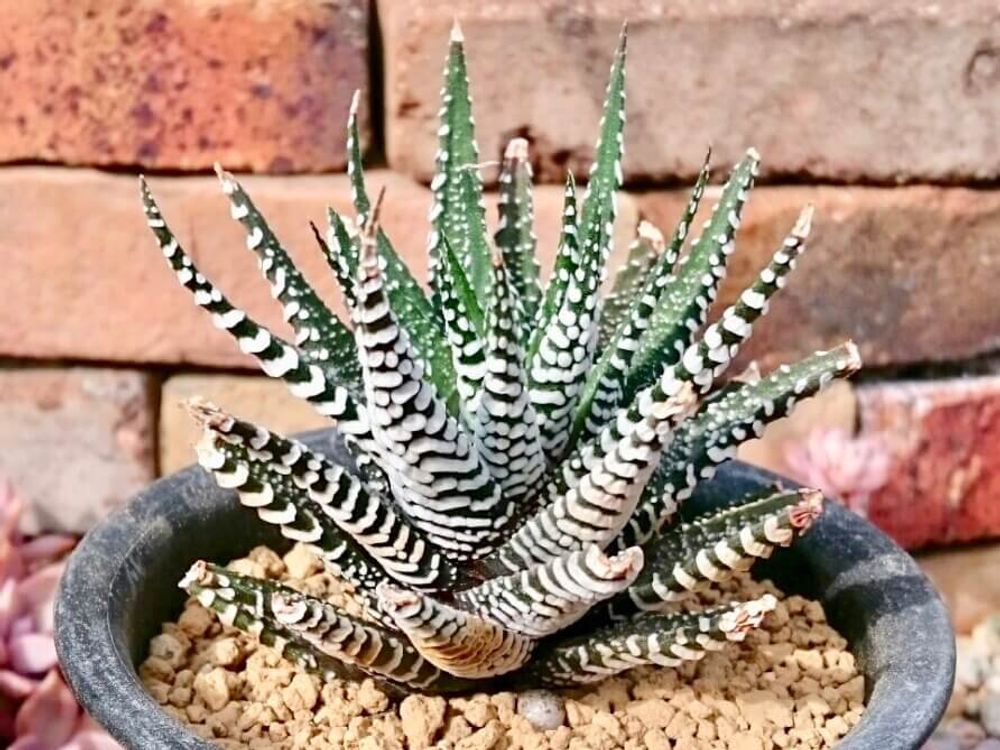 ハルオチア　十二の巻　多肉