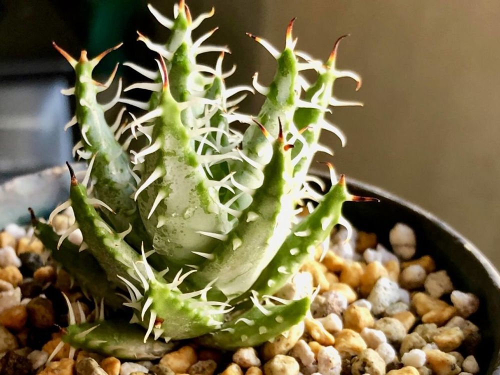 エリナケア　アロエ　多肉