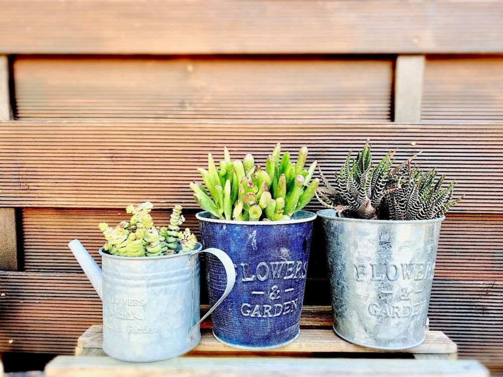 多肉　多肉植物