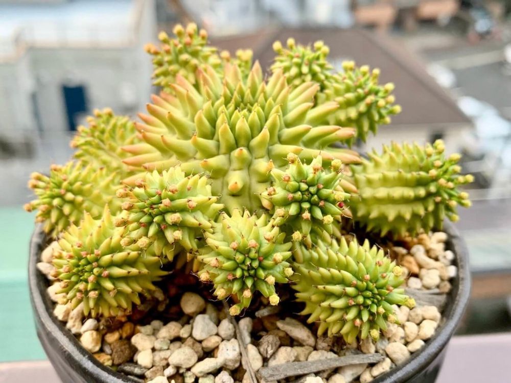 ユーフォルビア　スザンナエ　多肉