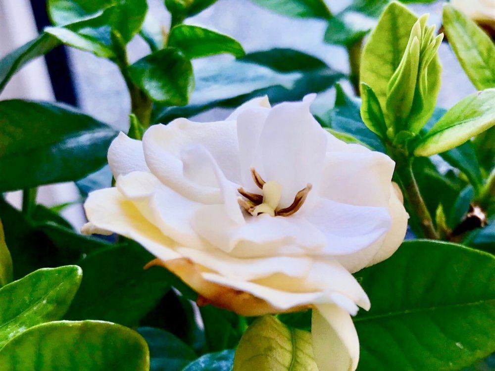 クチナシ　白い花