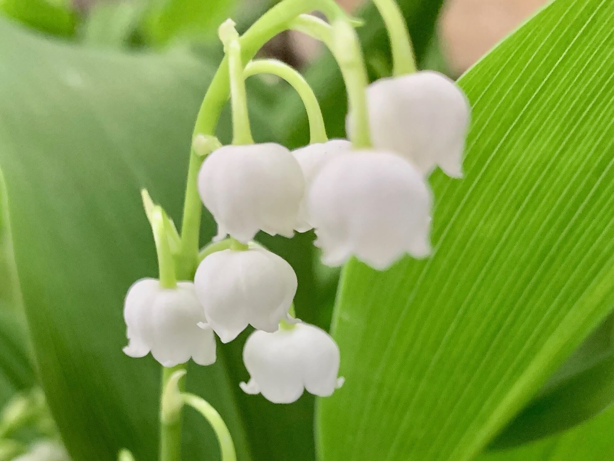 白い 小さい 花