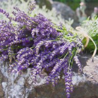 驚きの効果も！いい香りのする人気のかわいいお花とは？の画像
