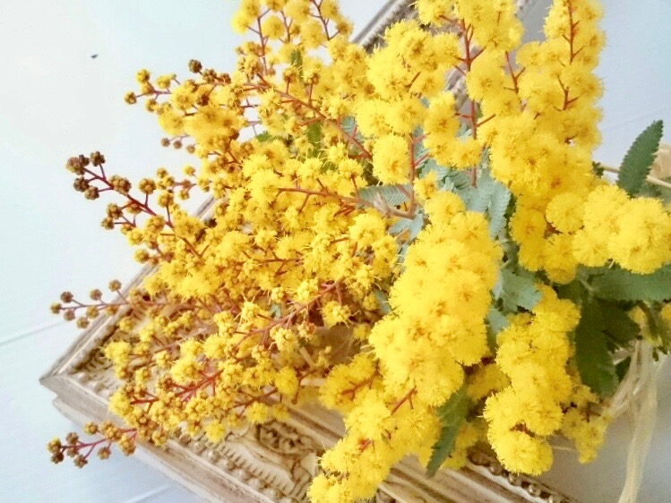 3月8日はミモザの日 ミモザの花をリースやスワッグにして飾ろう Greensnap グリーンスナップ