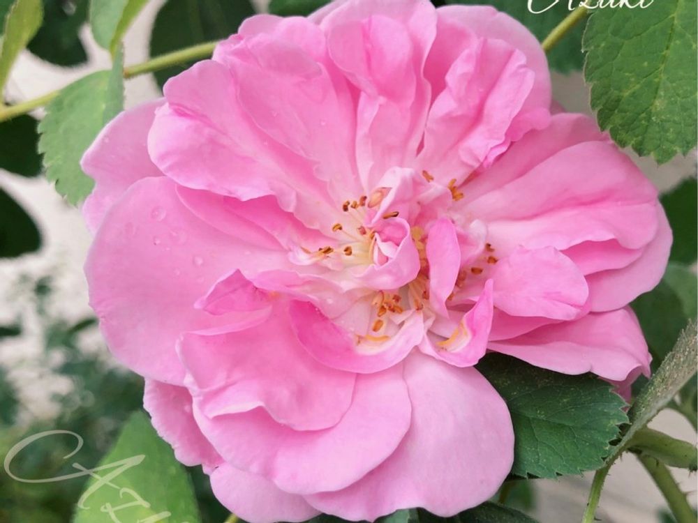 バラ　ダマスクローズ