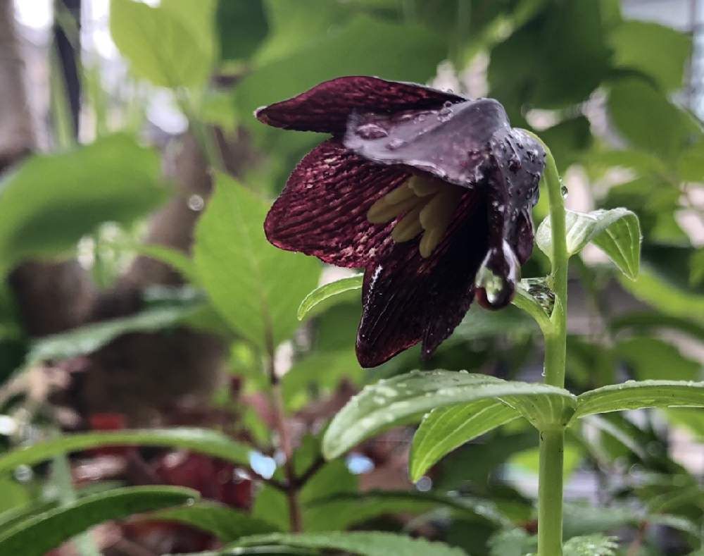 ユリ by *＊花ママ＊*