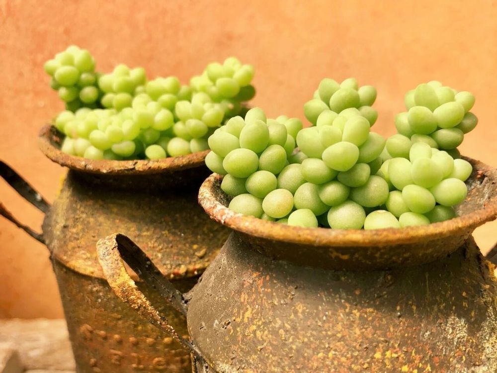 玉つづり　玉綴り　たまつづり　セダム