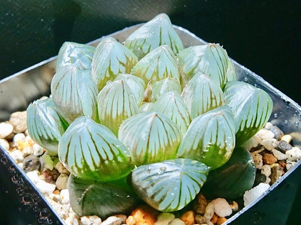 ハルオチア　オブツーサ