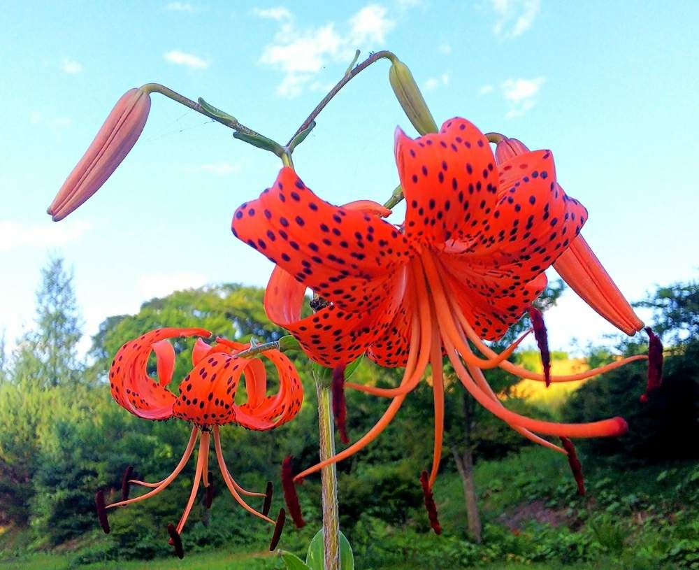 ヤマユリ by chaco