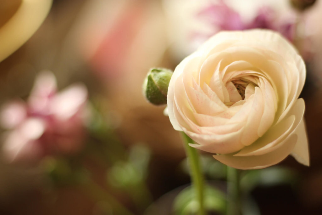ラナンキュラスの花言葉 色別の意味や種類 贈り物に人気の理由とは Greensnap グリーンスナップ