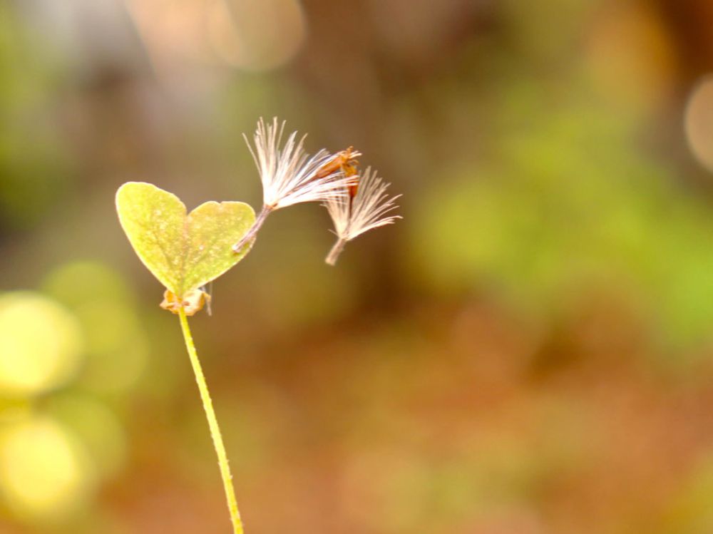 フォトコン　わたげ