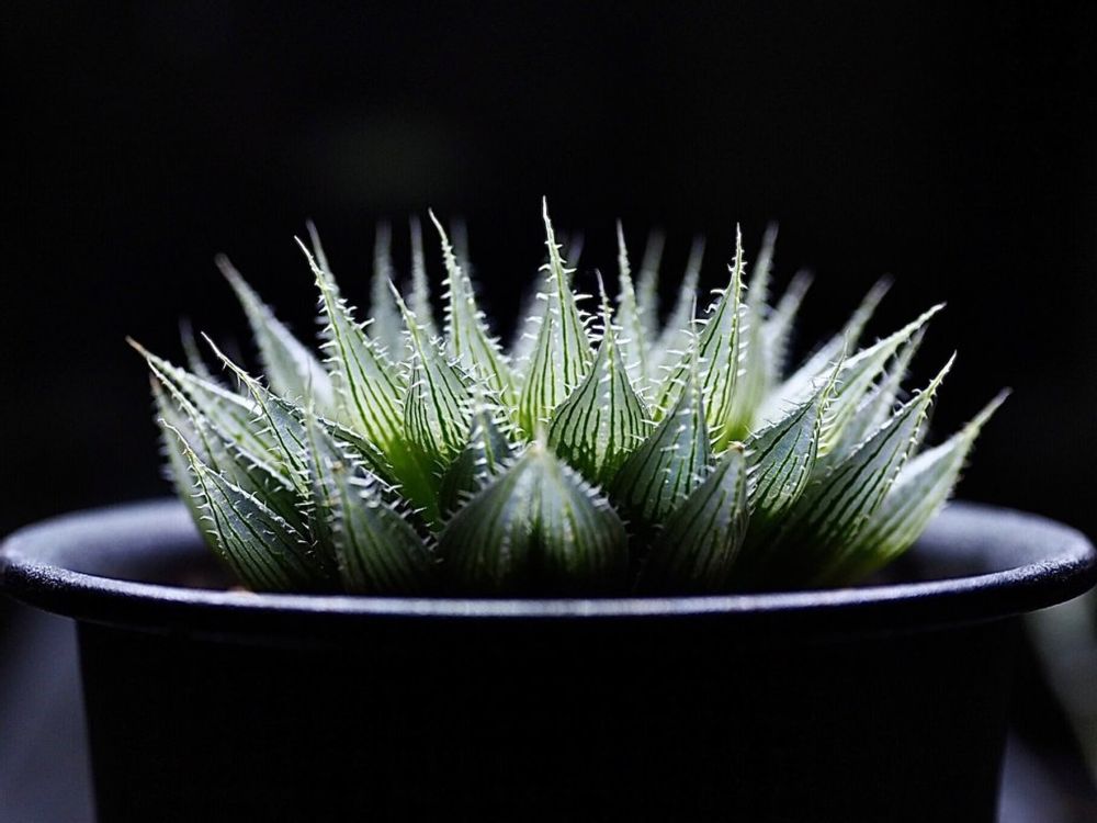 ハルオチア　アルバンス　フォトコン