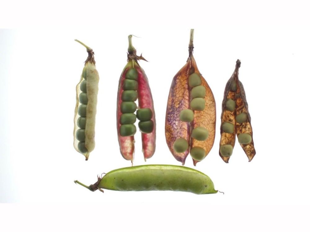 グリーンピース　フォトコン