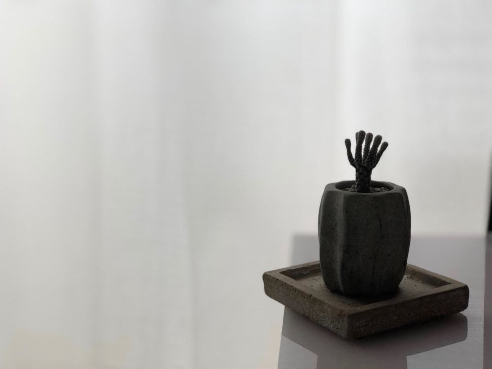 ツルビニカルプス ミニマ　フォトコン