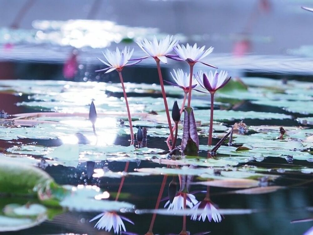 ボタニカル　フォトコン