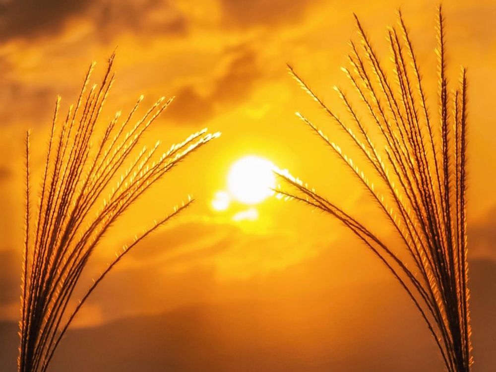 フォトコン　すすき