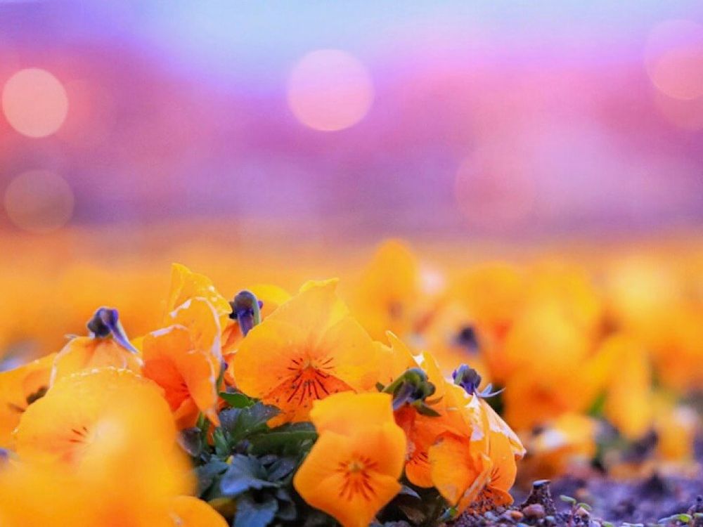 パンジー　ビオラ　フォトコン