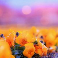 幻想的でアーティスティック！植物たちの一瞬の奇跡をのぞいてみようの画像
