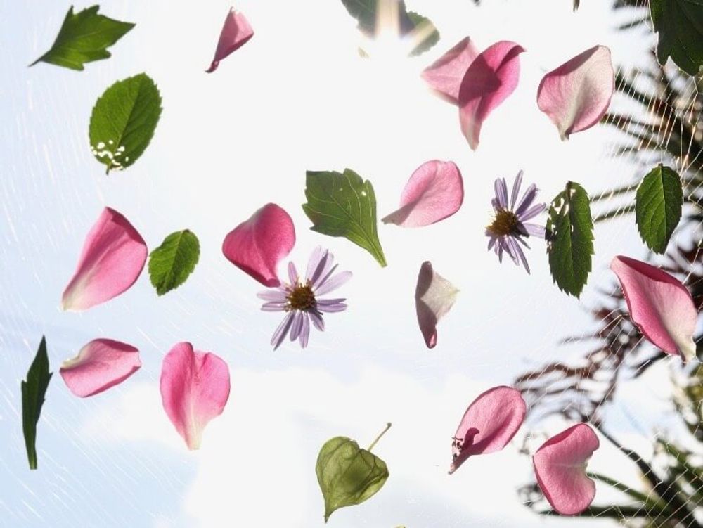 ボタニカル　フォトコン