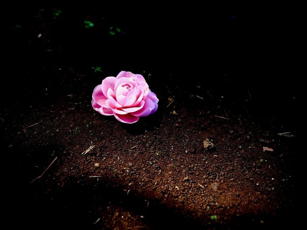 椿　つばき　フォトコン