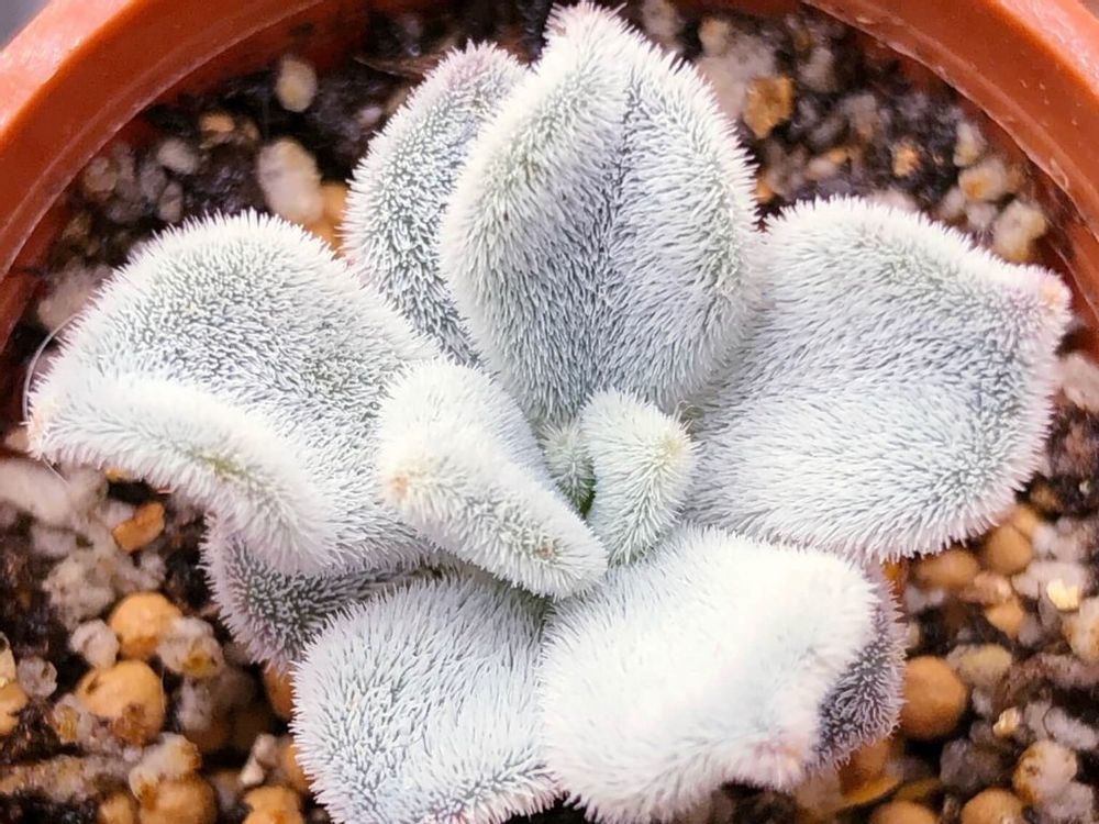 エケベリア　フロスティ