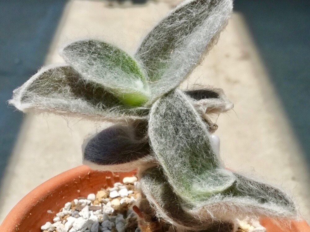 白絹姫　トラデスカンチア