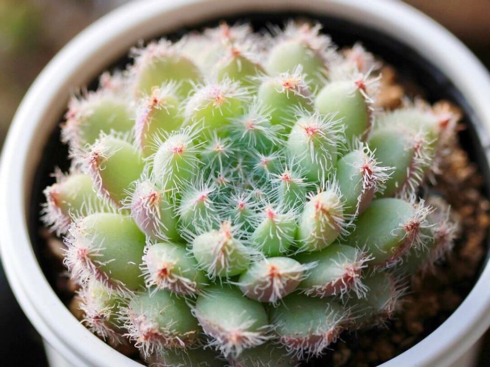 エケベリア　セトーサ