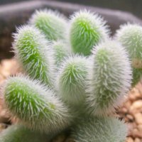 まるで生き物みたい！？もふもふの毛が生えた多肉植物7選の画像