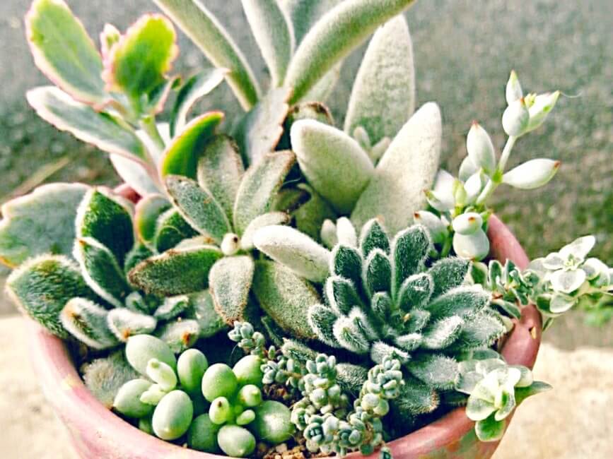 まるで生き物みたい！？もふもふの毛が生えた多肉植物7選｜🍀GreenSnap
