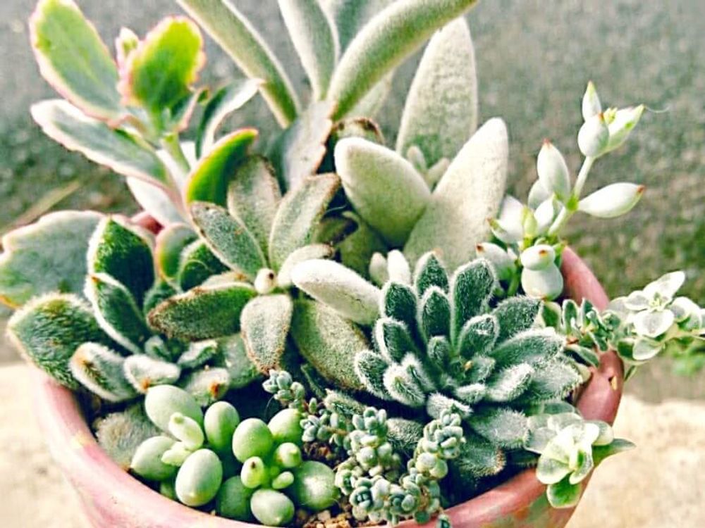 多肉植物　寄せ植え