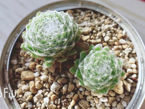 まるで生き物みたい もふもふの毛が生えた多肉植物7選 Greensnap グリーンスナップ